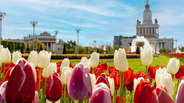 Более миллиона цветов украсят ВДНХ в Москве этой весной