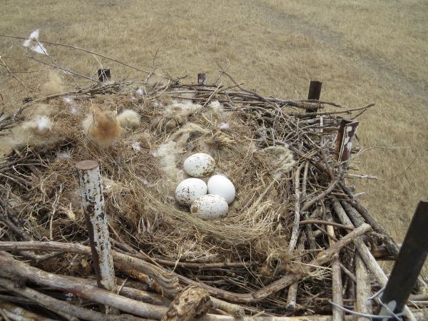 Даурский заповедник строит гнезда для редких птиц
