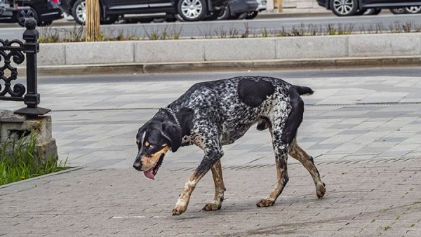 В Госдуме предложили ввести штраф для хозяев собак за их самовыгул<br />
