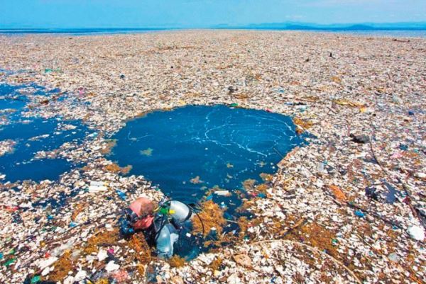 На плавающем мусоре в океане появилась морская жизнь